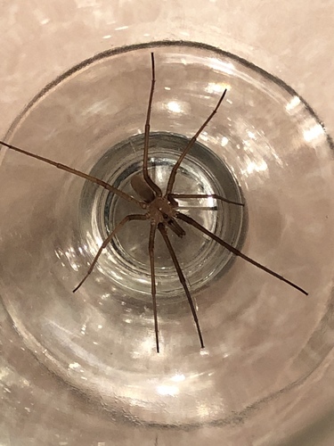 Southern House Spider
