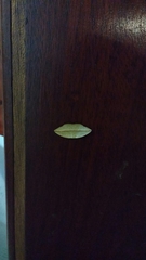 Lepidoptera