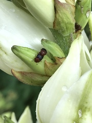 Caplothorax melanopterus