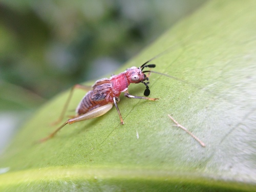 Red-headed Bush Cricket