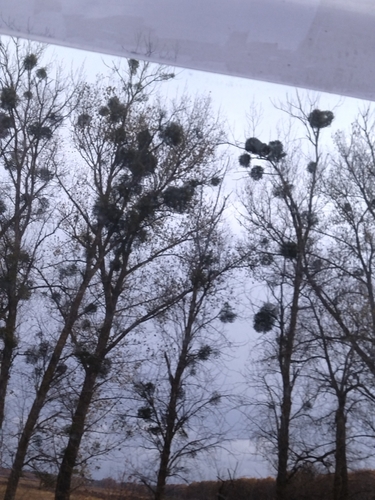 European mistletoe