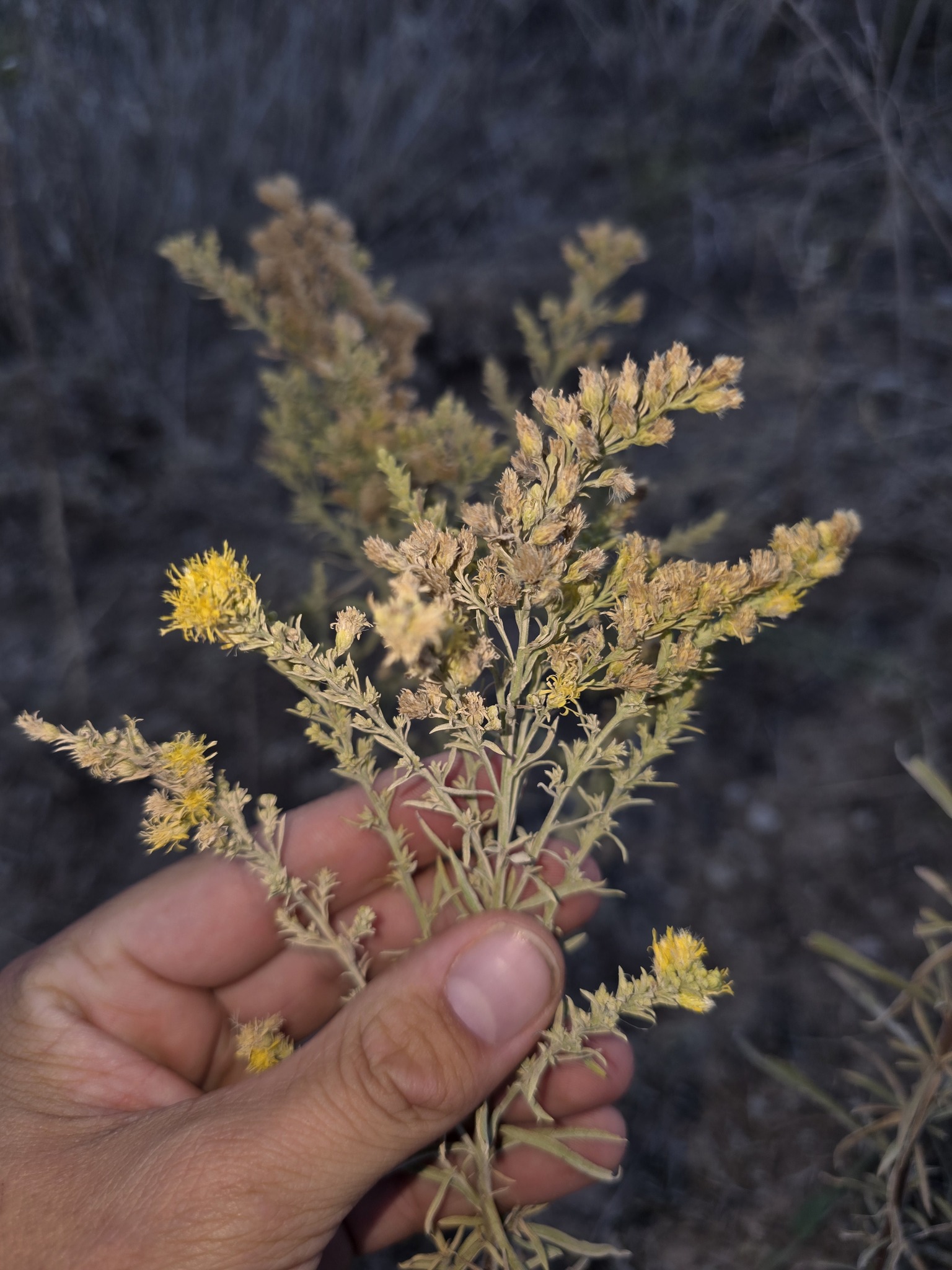 Solidago altiplanities