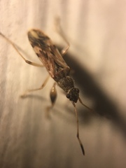 Neopamera albocincta