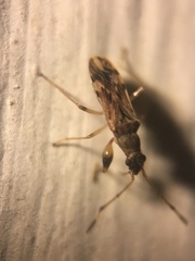 Neopamera albocincta