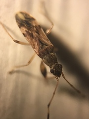 Neopamera albocincta