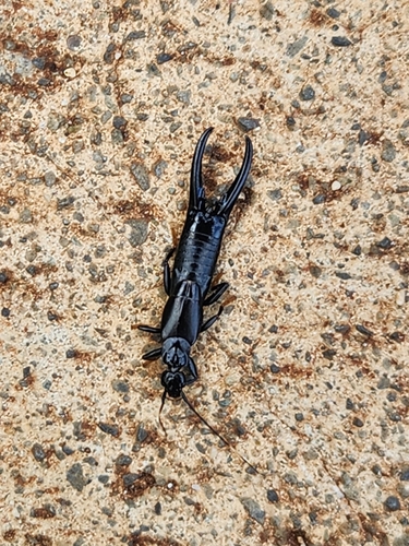 Black earwig photo 3