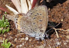 Icaricia lupini texanus