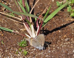 Icaricia lupini texanus