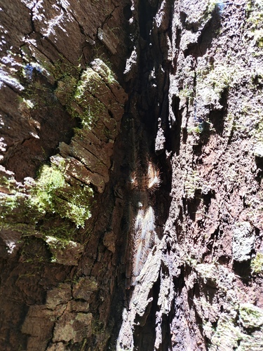Photo of redslate ornamental tarantula (Poecilotheria rufilata)