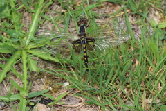 Celithemis martha