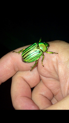Chrysina gloriosa
