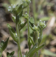 Cryptantha affinis