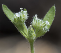 Cryptantha affinis