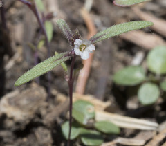 Phacelia racemosa