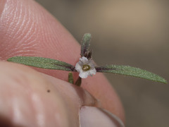 Phacelia racemosa