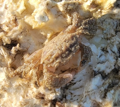 Pilumnus propinquus, 2024-10-31