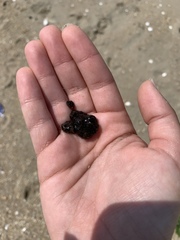 Botryllus schlosseri