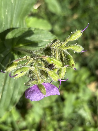 Image of Tinantia erecta by (c) Alejandra Denisse Hernández, some rights reserved (CC BY)