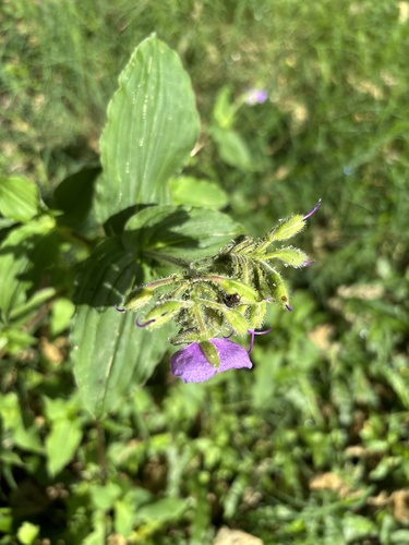 Image of Tinantia erecta by (c) Alejandra Denisse Hernández, some rights reserved (CC BY)