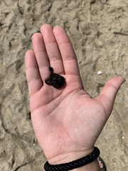 Botryllus schlosseri