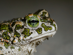 Green Toad photo 2