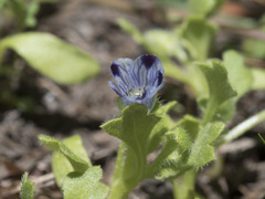 Nemophila spatulata