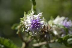 Baccharoides adoensis