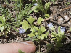 Nemophila spatulata