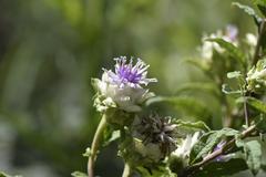 Baccharoides adoensis