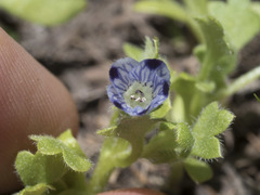 Nemophila spatulata