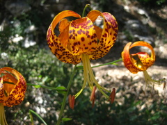Lilium humboldtii