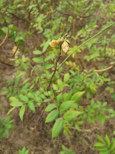 Coffee Senna