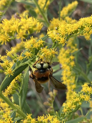 Southern carpenter bee