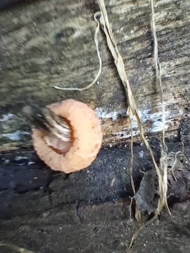 Rhodotus palmatus — no rights reserved