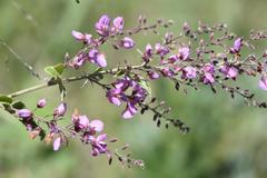 Pseudarthria hookeri