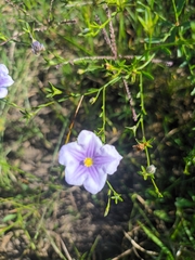 Nierembergia scoparia, photograph (c) Ivan Grela, some rights reserved (CC BY)