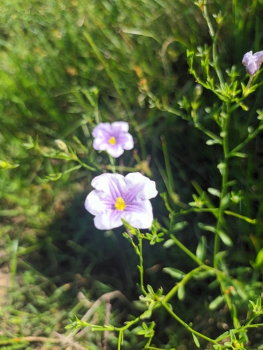 Image of Nierembergia scoparia by (c) Ivan Grela, some rights reserved (CC BY)