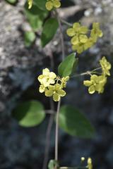 Sphedamnocarpus pruriens