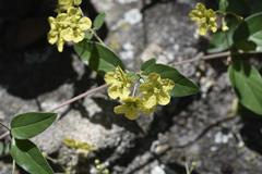 Sphedamnocarpus pruriens