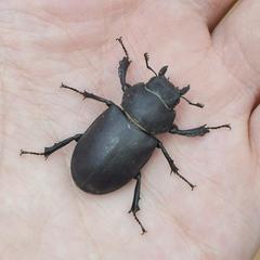 Lucanus mazama