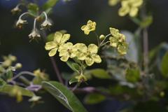 Sphedamnocarpus pruriens