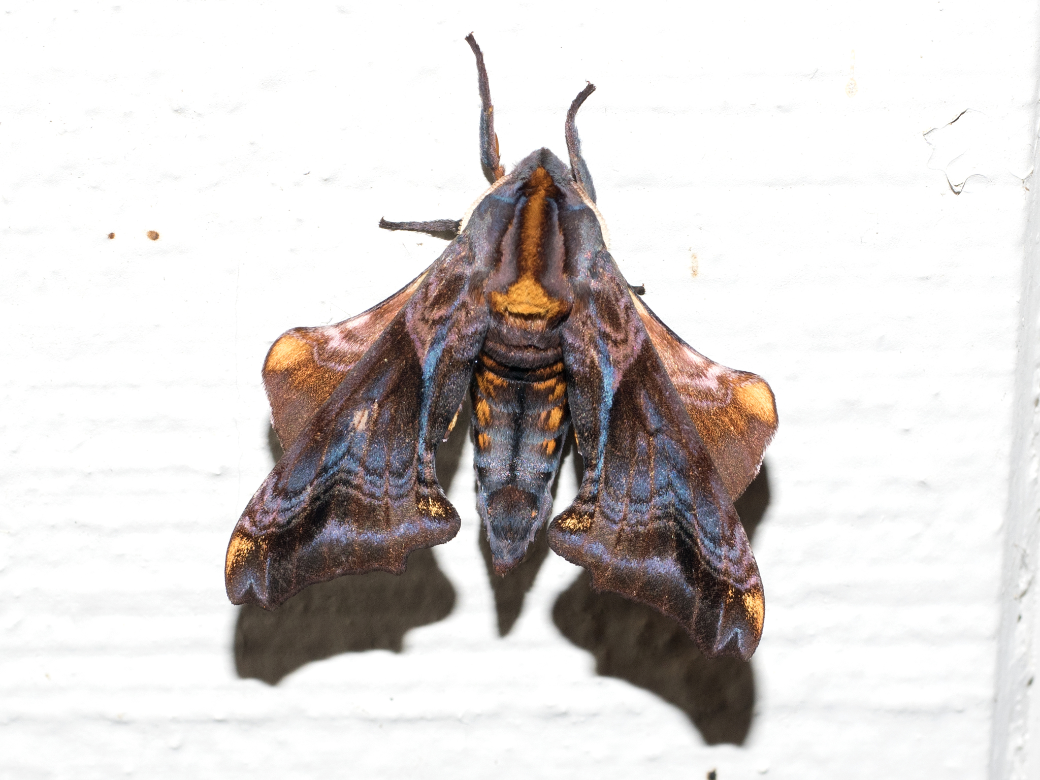 標本 Taiwan Dytiscoidae sp.37mm 標本 Taiwan Dytiscoidae sp.37mm 標本 Taiwan Dytiscoidae sp.37mm