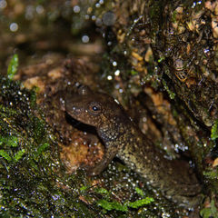Desmognathus amphileucus