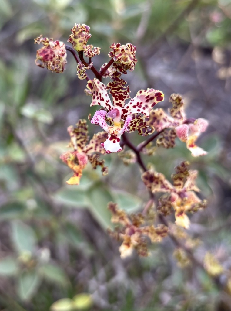 Cyrtopodium aliciae