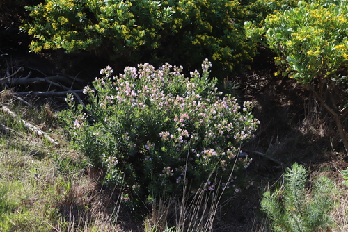 Image of Lobostemon fruticosus by (c) Tony Rebelo, some rights reserved (CC BY-SA)