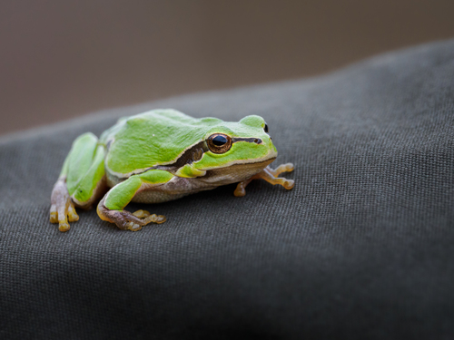 European Tree Frog