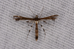 Geina tenuidactylus