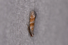 Battaristis vittella