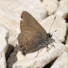 Satyrium saepium latalinea