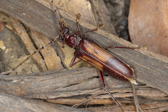 Phoracantha mastersii